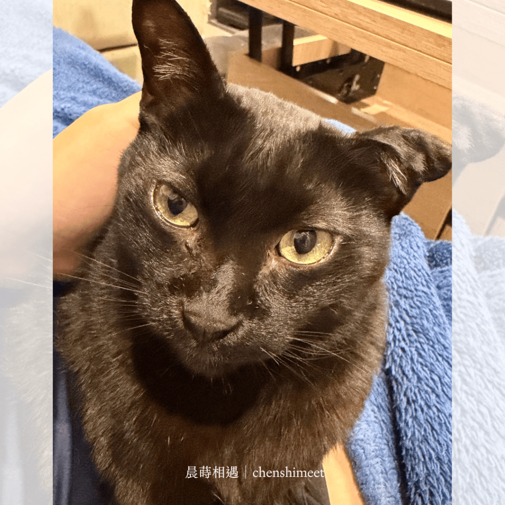 新年放炮，毛寶貝有收到驚嚇嗎？